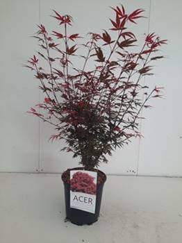 Acer palm. Shaina  C6.5