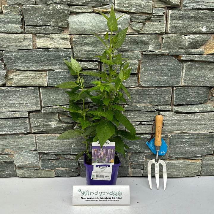 Agastache Blue Fortune