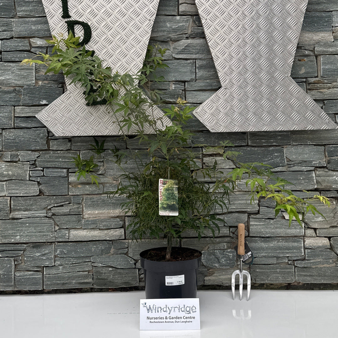 Acer palmatum Koto-no-ito  60-80 CM