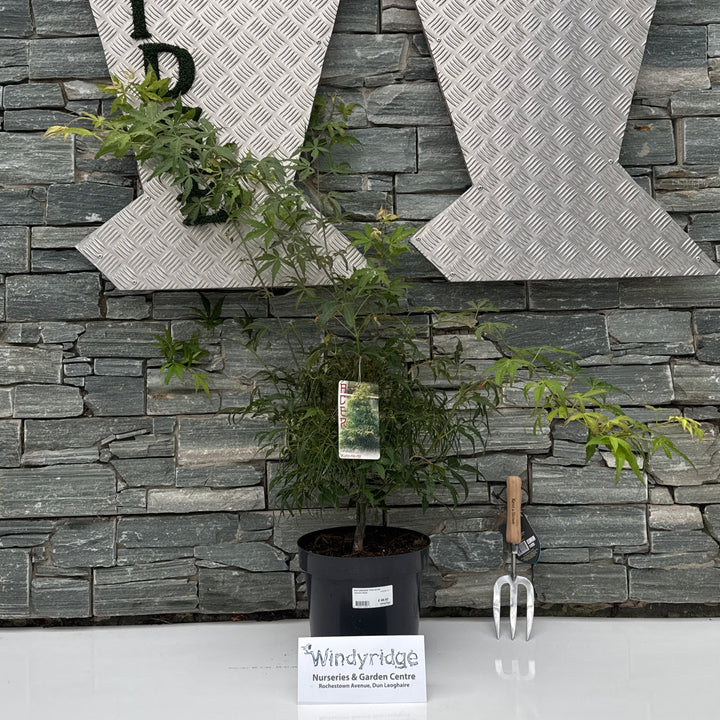 Acer palmatum Koto-no-ito  60-80 CM