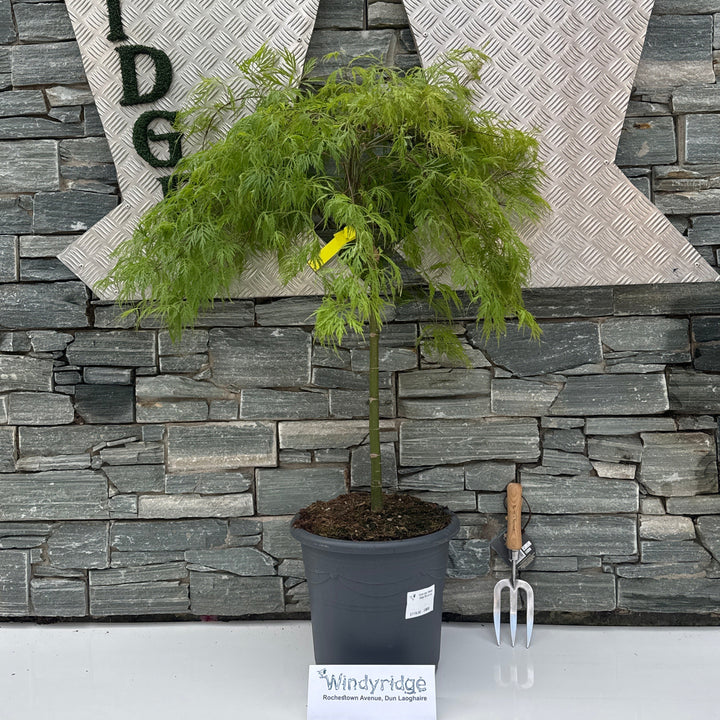 Acer pal. Moss Gold 50 cm st. Deco 15L.