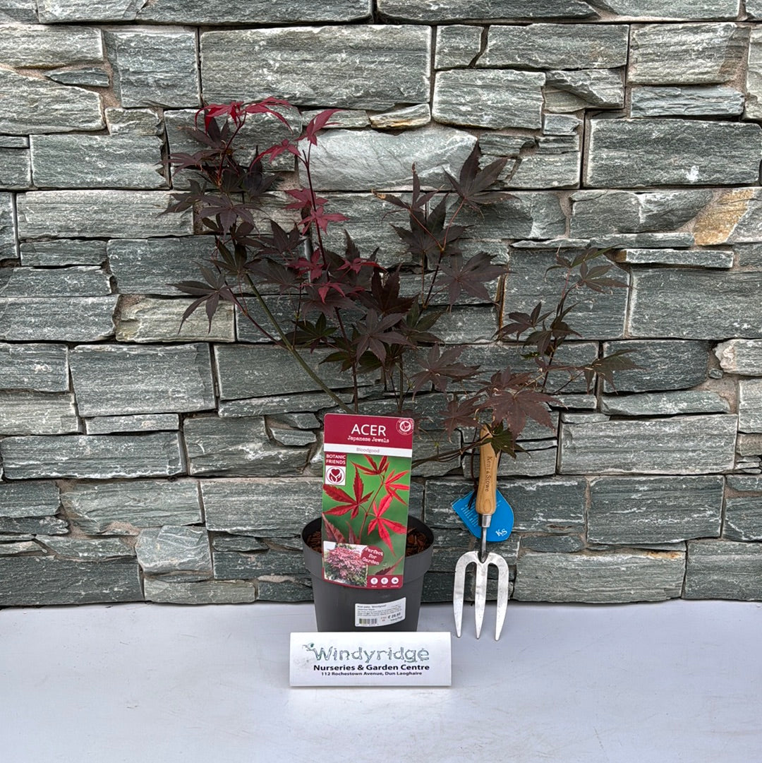 Acer pal. Bloodgood