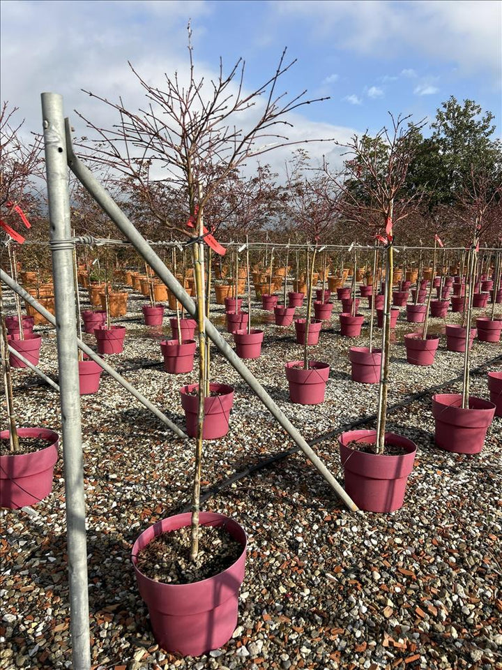 ACER PALM. SHAINA VASO ECO CLT 15  TRONCO 90 CM    1/2 STD