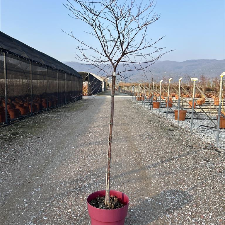ACER PALM.BENI-MAIKO CLT 15 TRONCO 90 CM 1/2 STD
