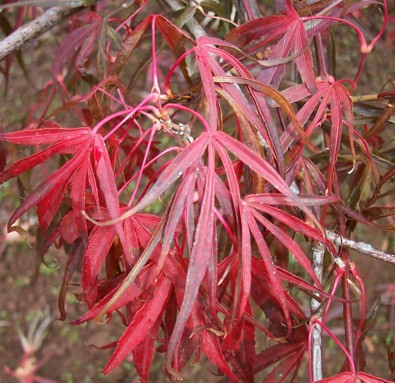 Acer pal. Atrolineare