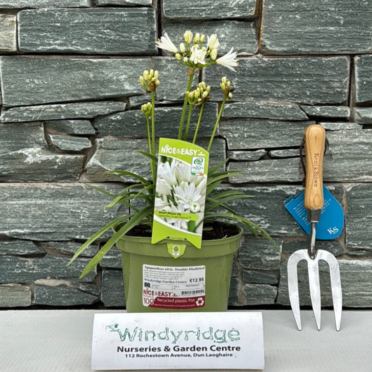 Agapanthus afric. Double Diamond