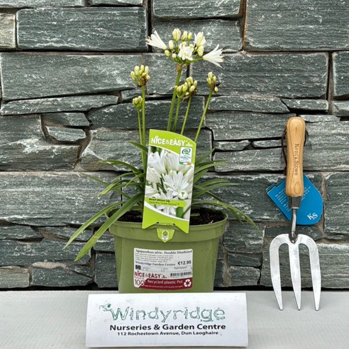 Agapanthus afric. Double Diamond