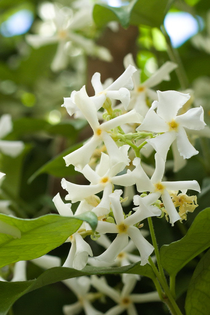 Trachelospermum-jasminoide-Flower