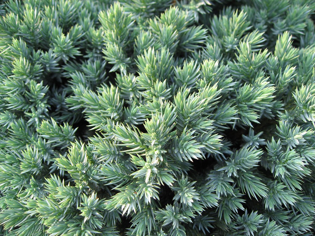 Juniperus-squamata-Blue-Star-Leaf