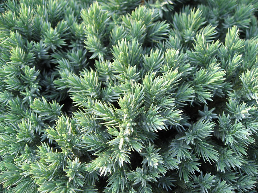 Juniperus-squamata-Blue-Star-Leaf