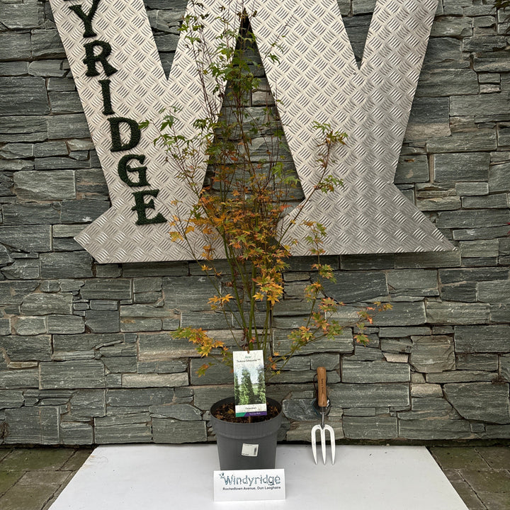 Acer pal. Silhouette