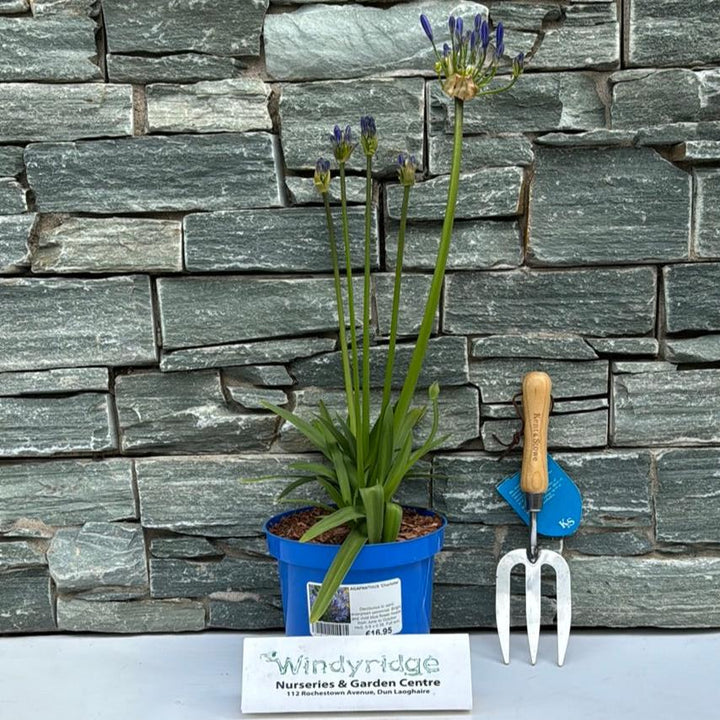 AGAPANTHUS  Charlotte