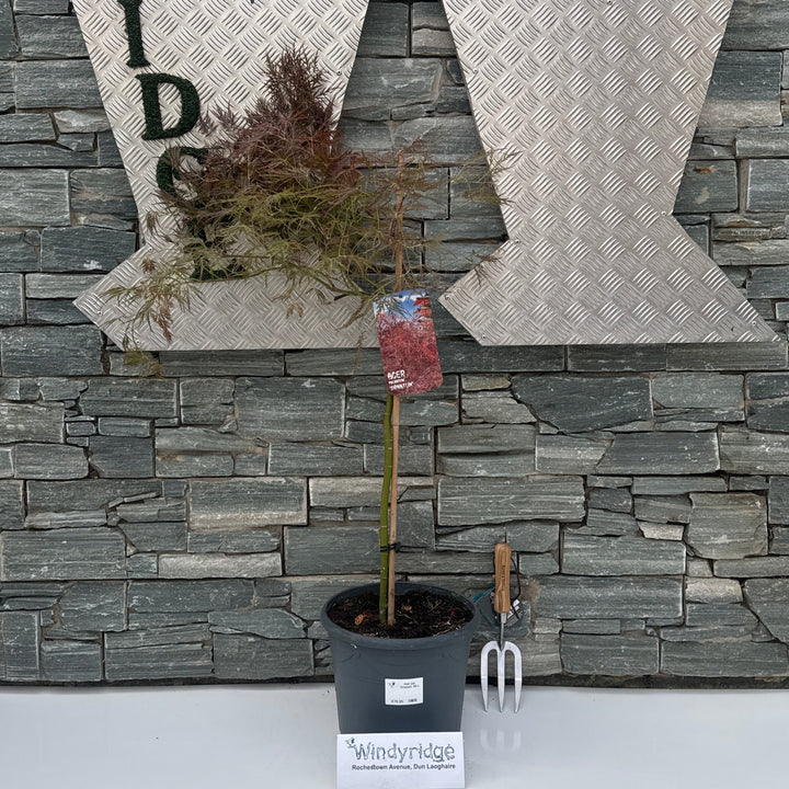 Acer pal. Ornatum 60 cm st. Deco 10L.