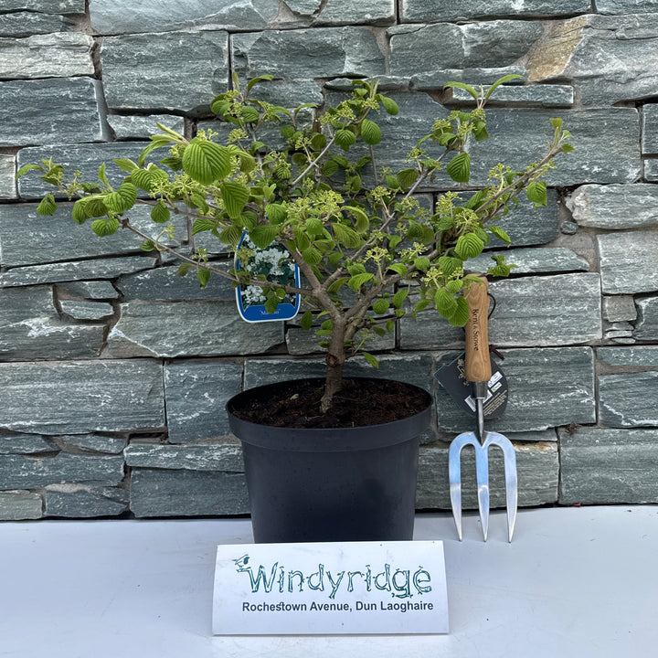 Viburnum plic. Mariesii