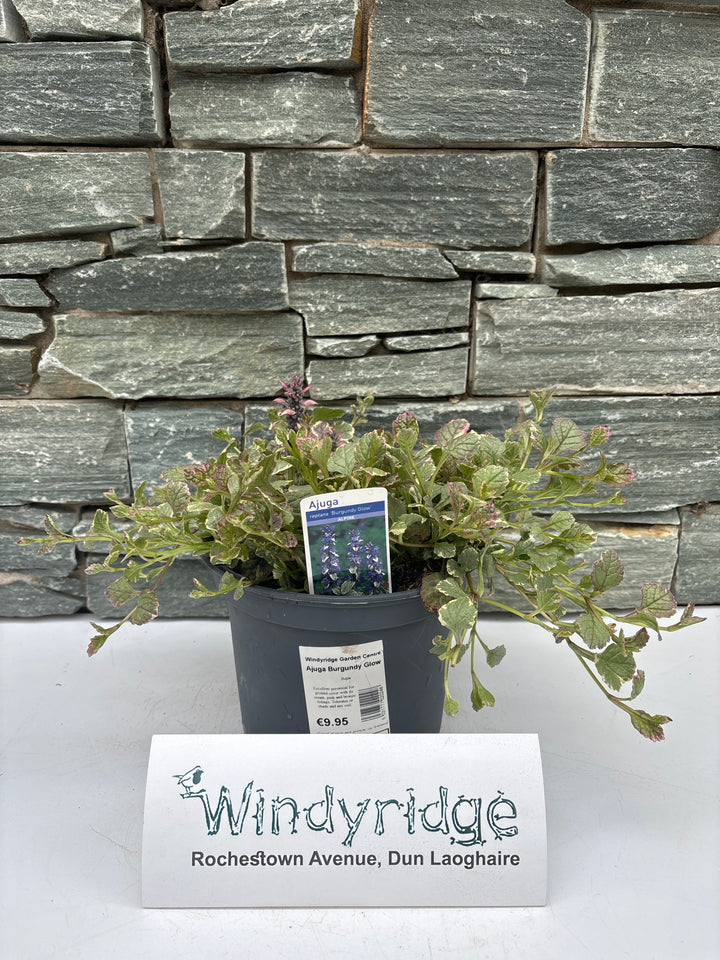 Ajuga Burgundy Glow