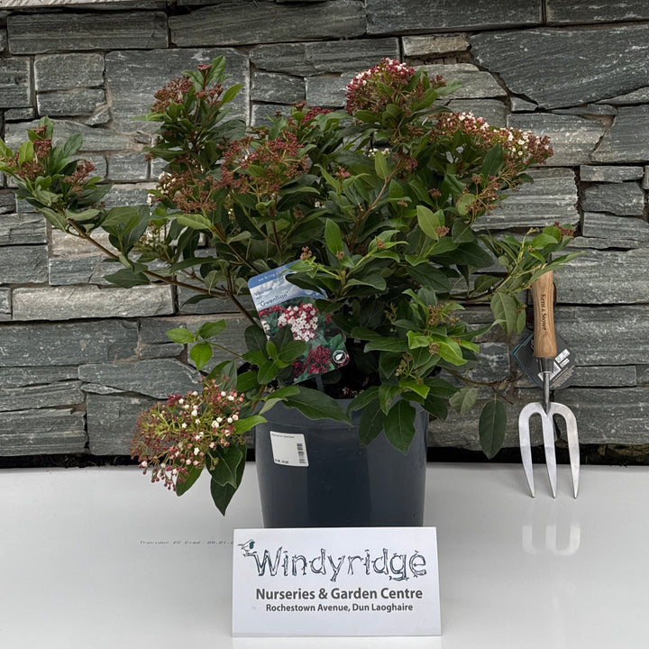 Viburnum tin. Gwenllian