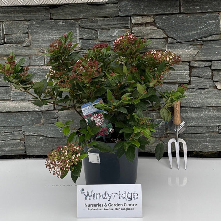 Viburnum tin. Gwenllian