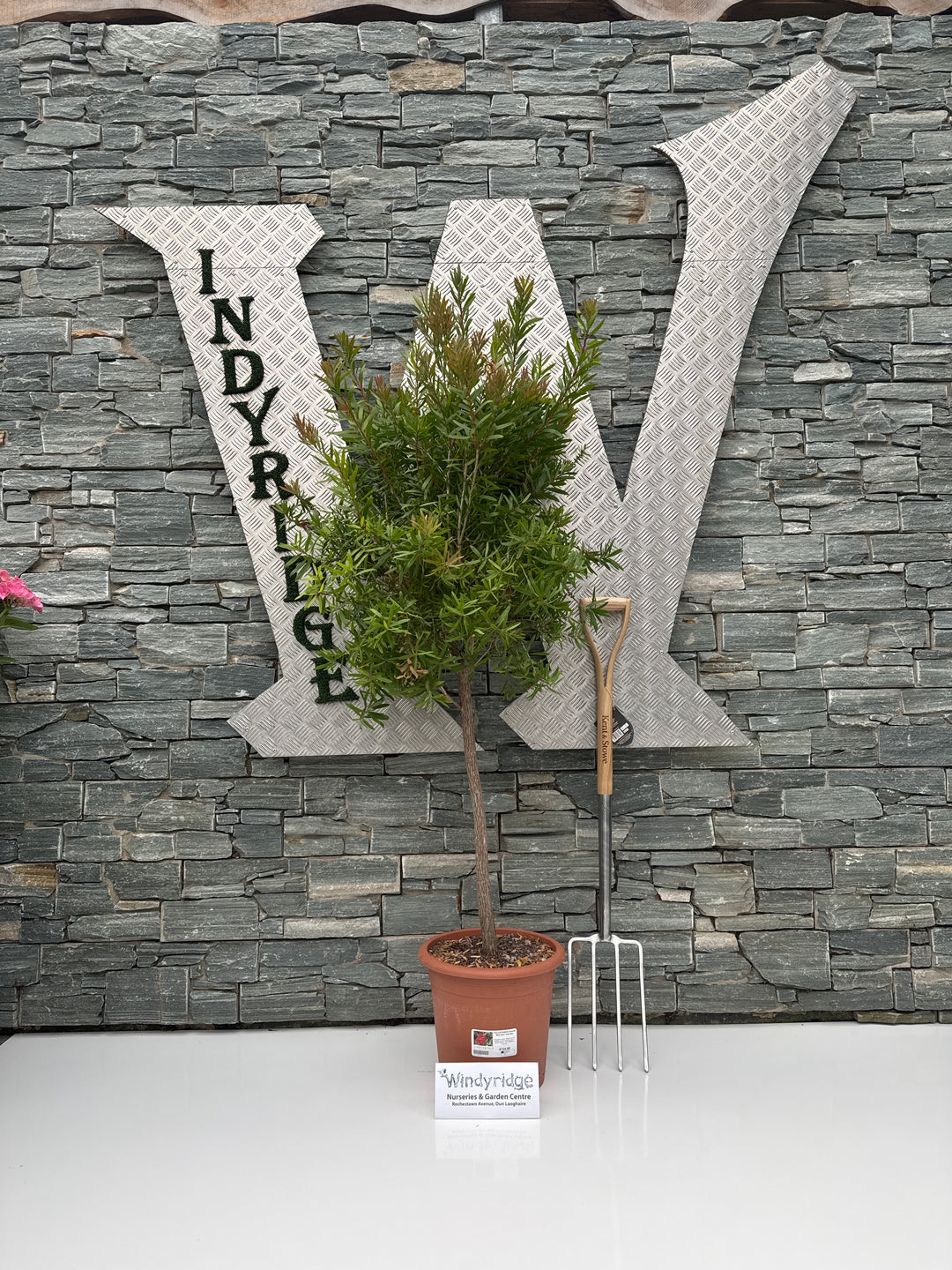 CALLISTEMON masotti Mini Red Half Std.