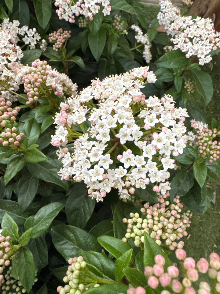 Viburnum tinus Viburnum Tinus on stem
