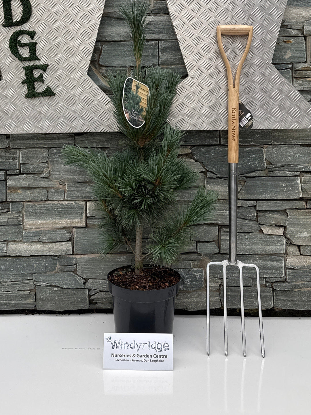 Pinus flex. Vanderwolfs Pyramid