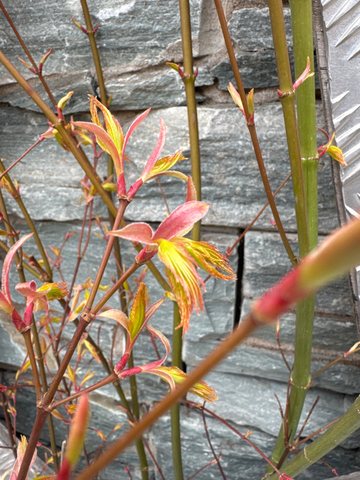 Acer pal. Orange Dream 100-125 cm Deco 15L. bush