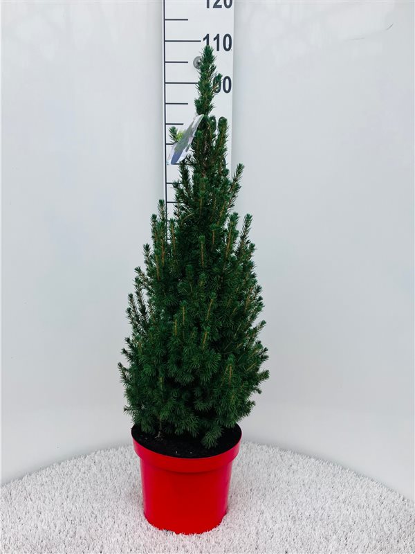 Picea glauca Conica 7.5 Ltr pot