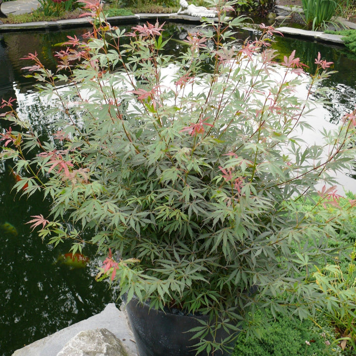 Acer palm. Jerre Schwartz