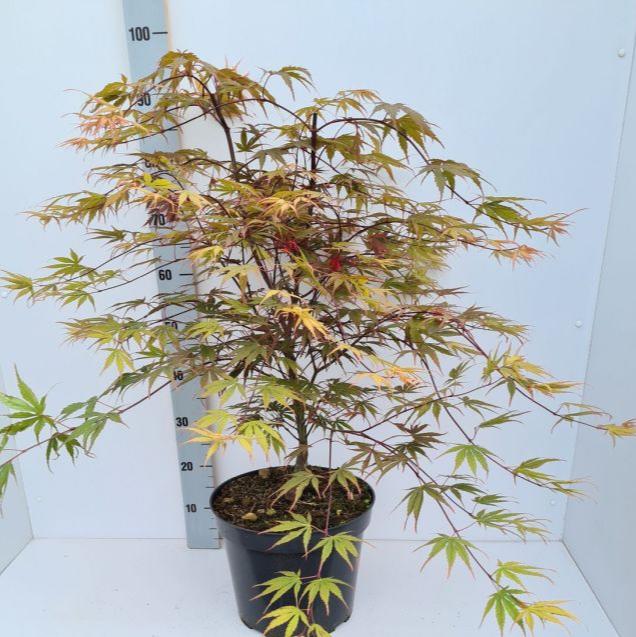 Acer palmatum Chitoseyama 80-100 CM