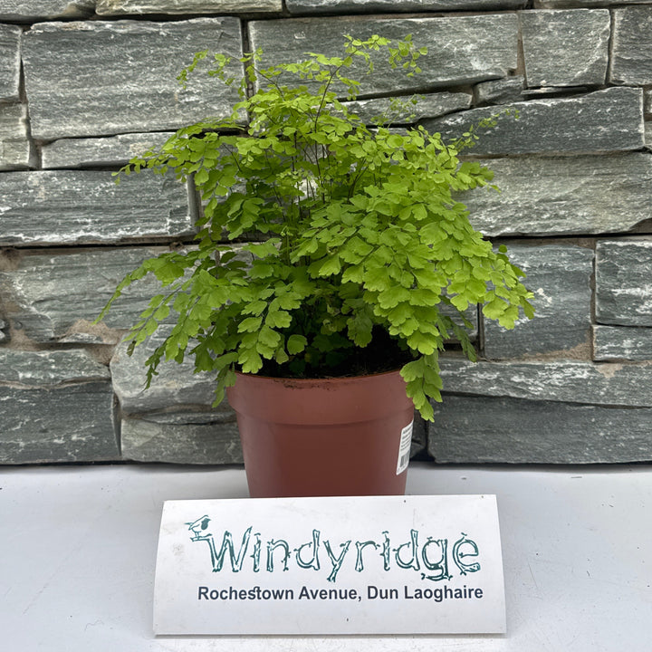 Adiantum raddianum Fragans  P17