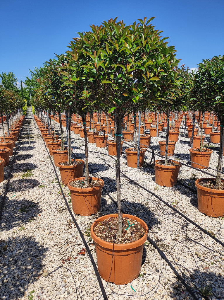 PHOTINIA SERR. RED ROBIN COMPATTA CLT 45 CIRC. TR. 08 - 10 CM 1/2 STD CHIOMA 60 - 70 CM