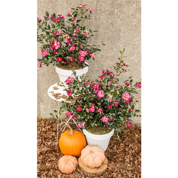 Camellia-sas.-Red-Potted-2