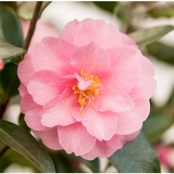Camellia jap. Spring Festival