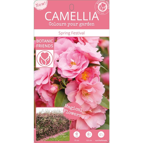 Camellia jap. Spring Festival