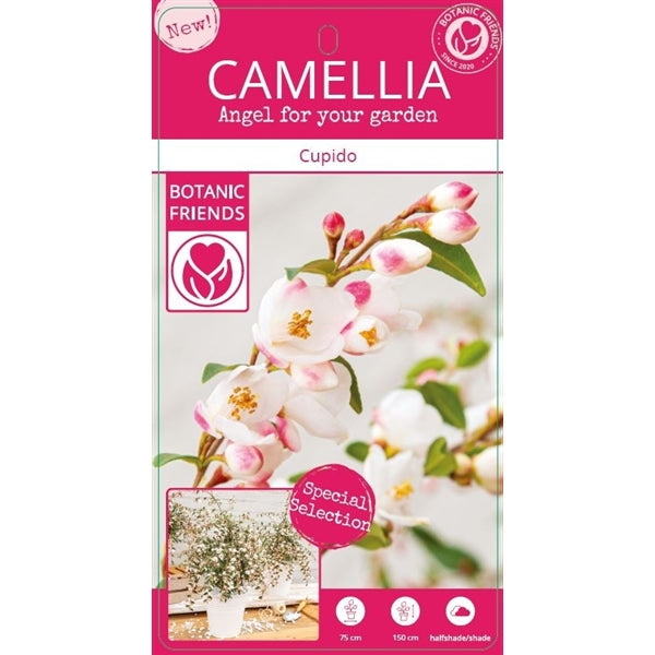 Camellia Cupido