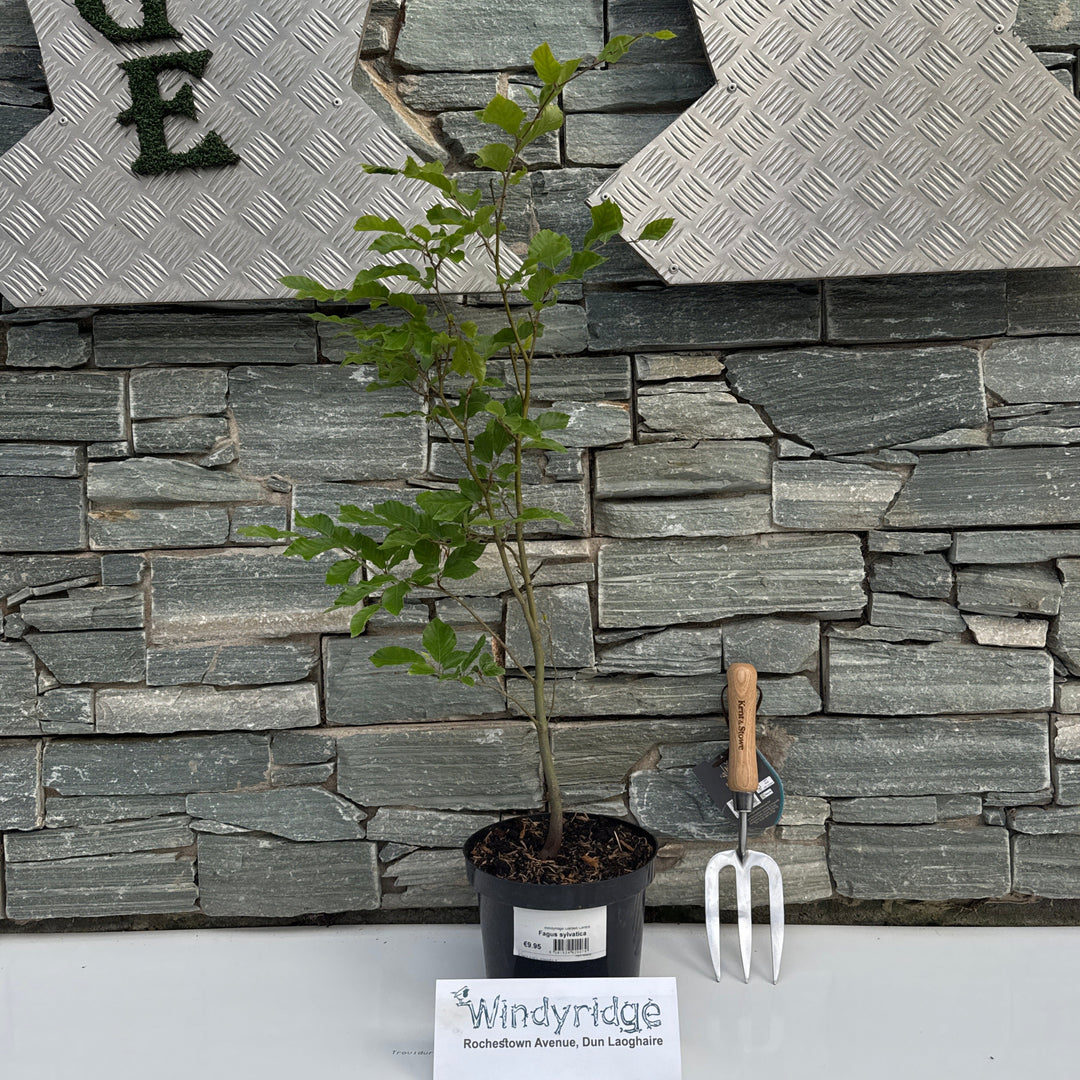 Fagus sylvatica