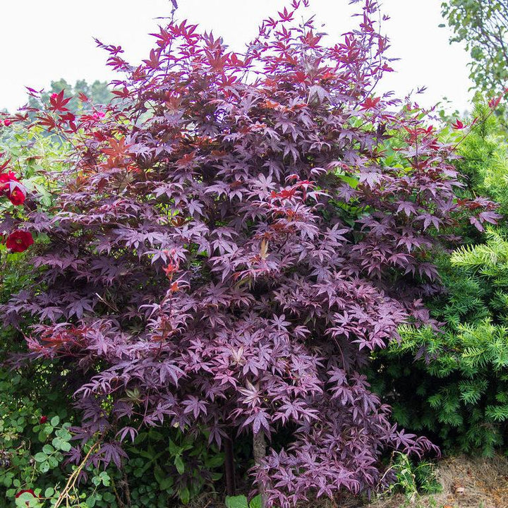 Acer palmatum Bloodgood  140-160 CM C65