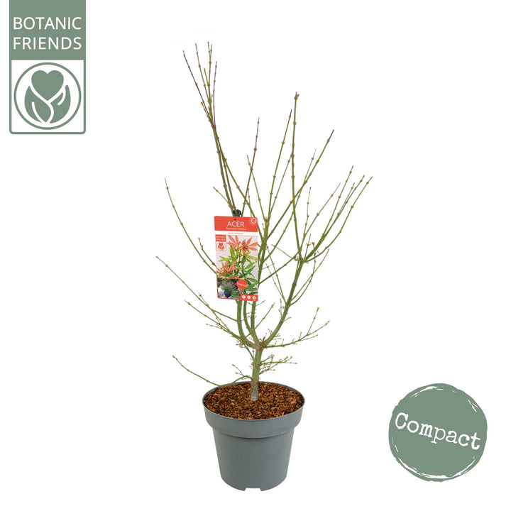 Acer palm. Jerre Schwartz