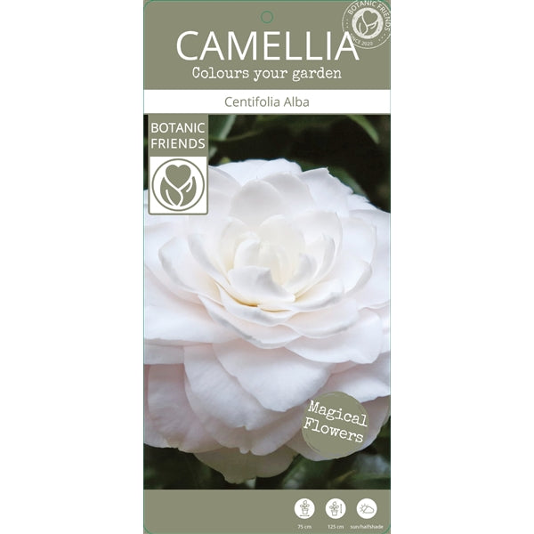 Camellia jap. Centifolia Alba