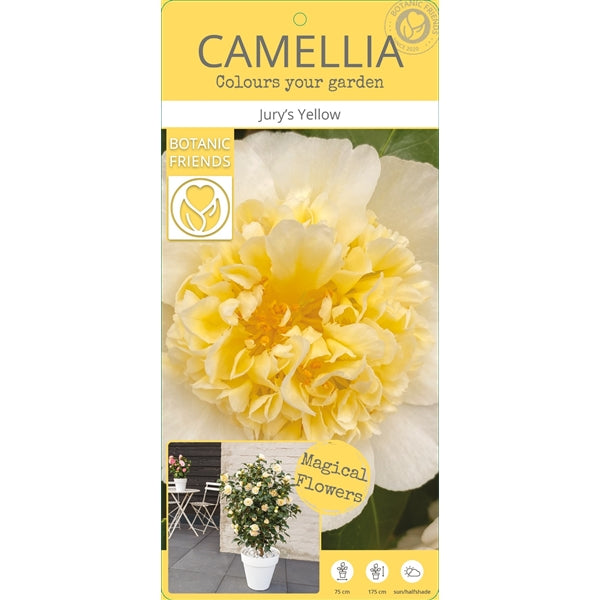 Camellia wil. Jurys Yellow