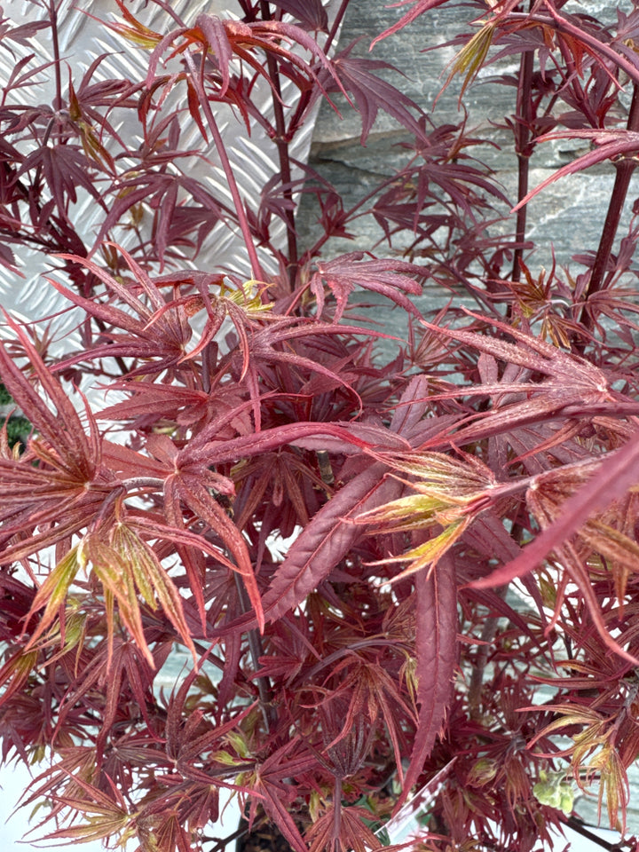 ACER PALM. SHAINA