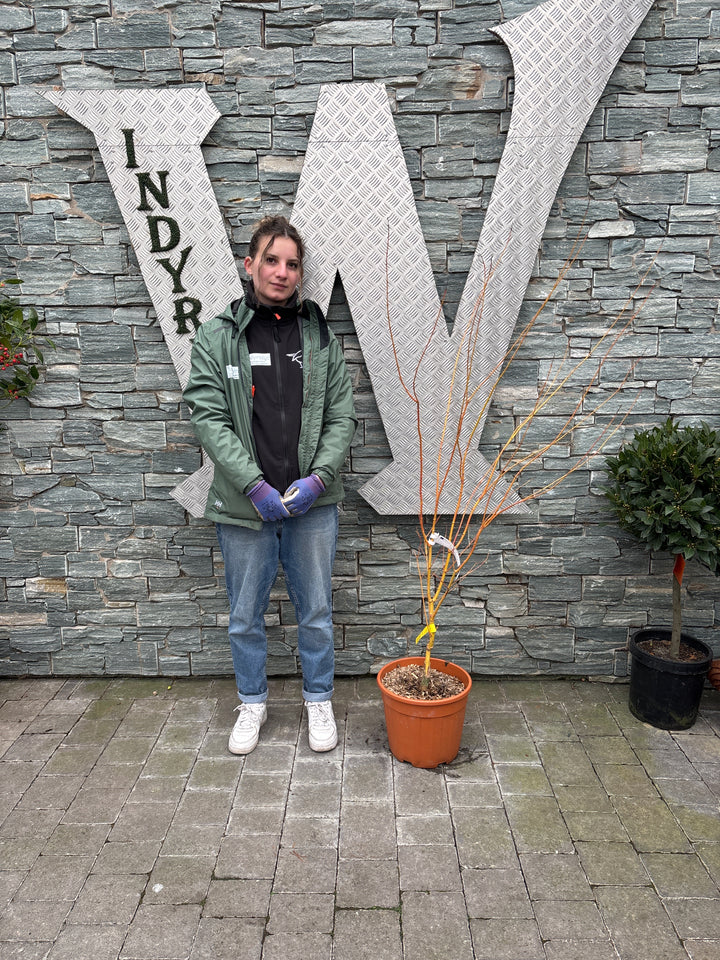 ACER PALM. BI HOO CLT 15