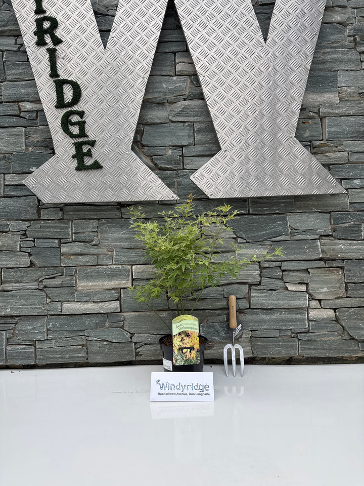 Acer palm. Metamorphosa  3 Ltr pot