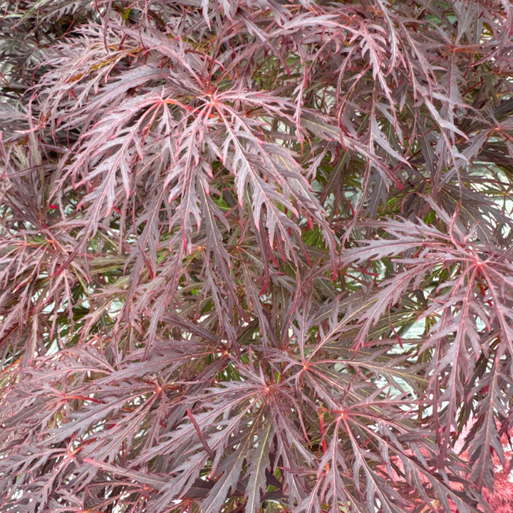 Acer Palmatum Garnet C15 125cm