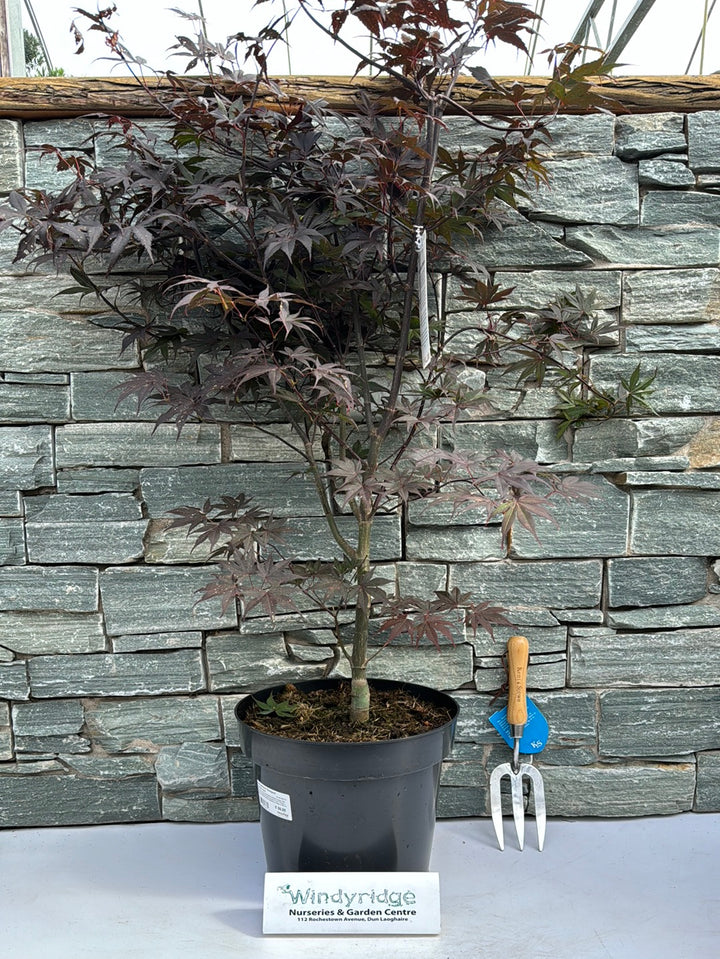 Acer pal. Bloodgood  80-100 CM