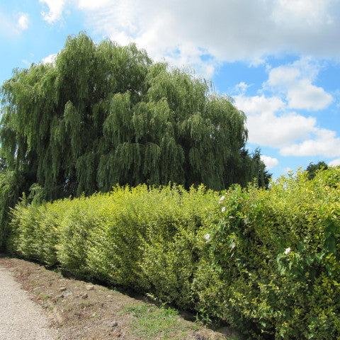 ligustrum lemon and lime Buy Ligustrum Und. Lemon And Lime 2 Ltr Pot Online