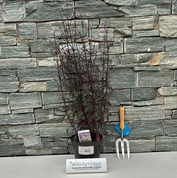 Verbena Bampton 3ltr pots