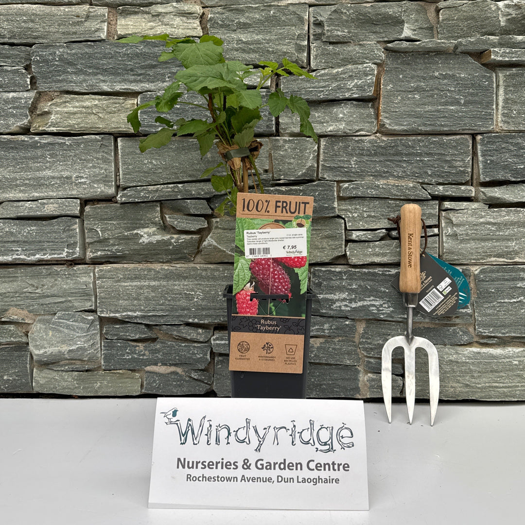 Rubus Tayberry 2 Ltr, single cane