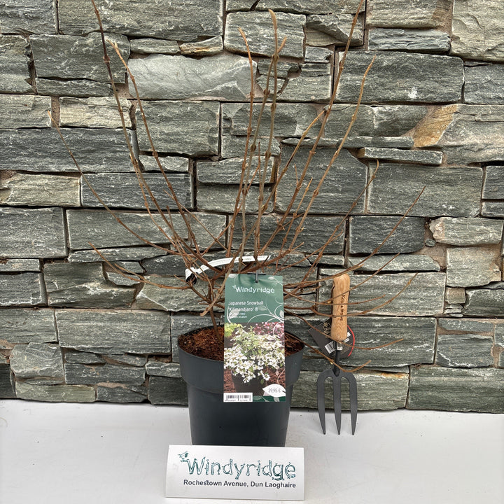 Viburnum plicatum Kilimandjaro