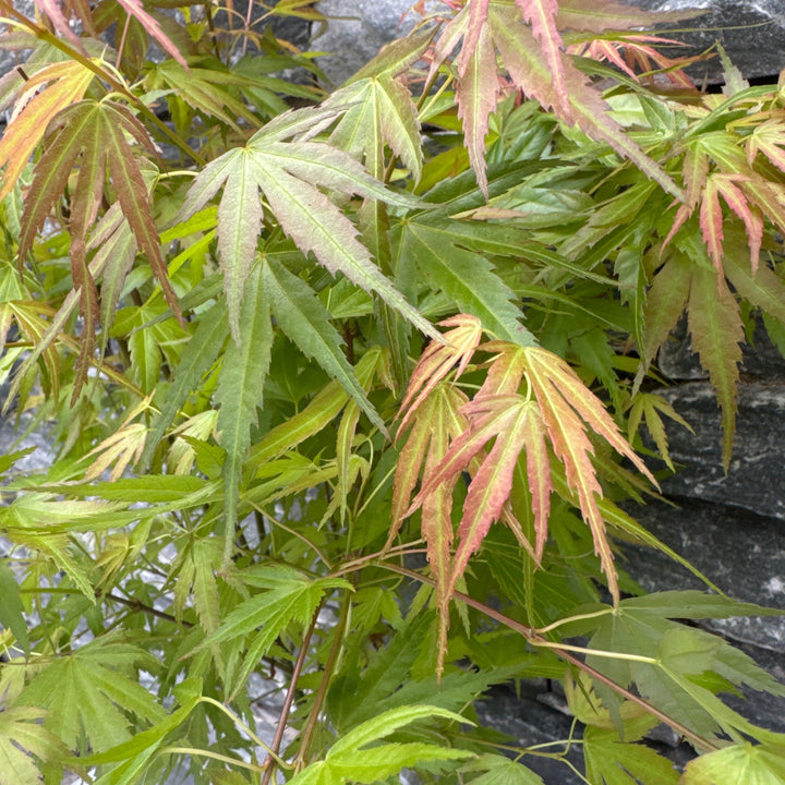 Acer palm. Wilsons Pink Dwarf