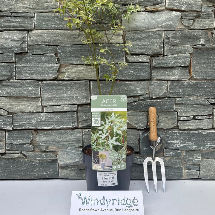 Acer palmatum Ukigumo  3 Ltr pot